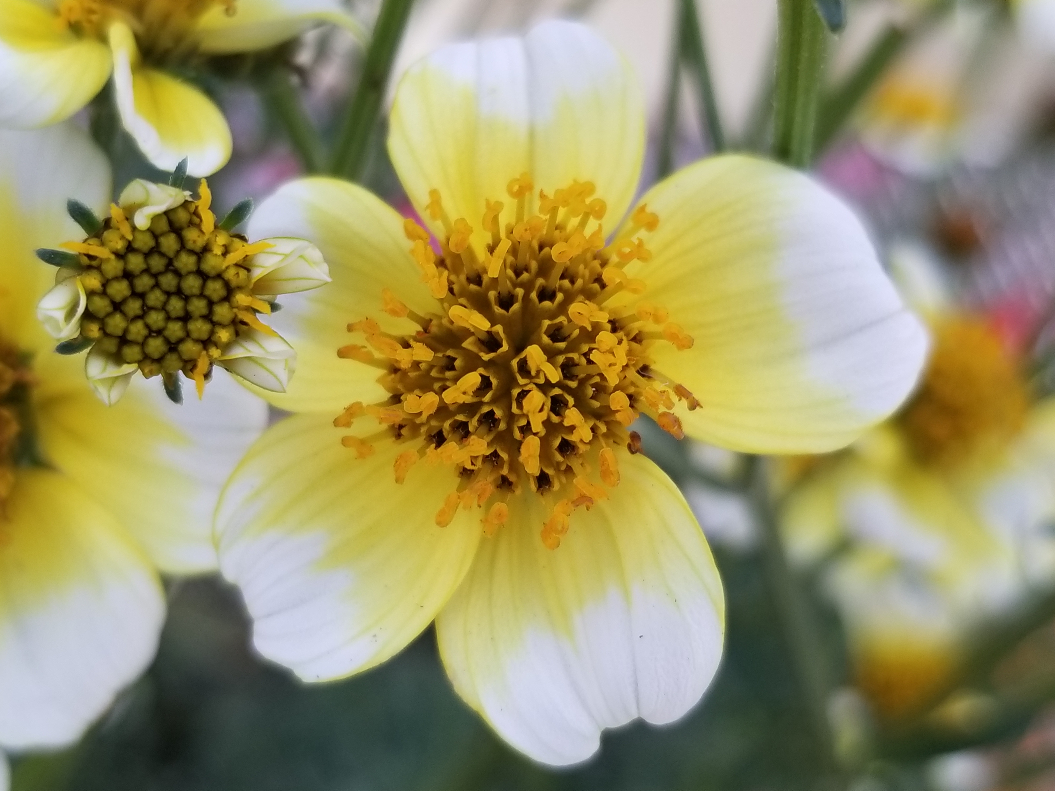2倍ズームで寄ると、花弁もくっきり