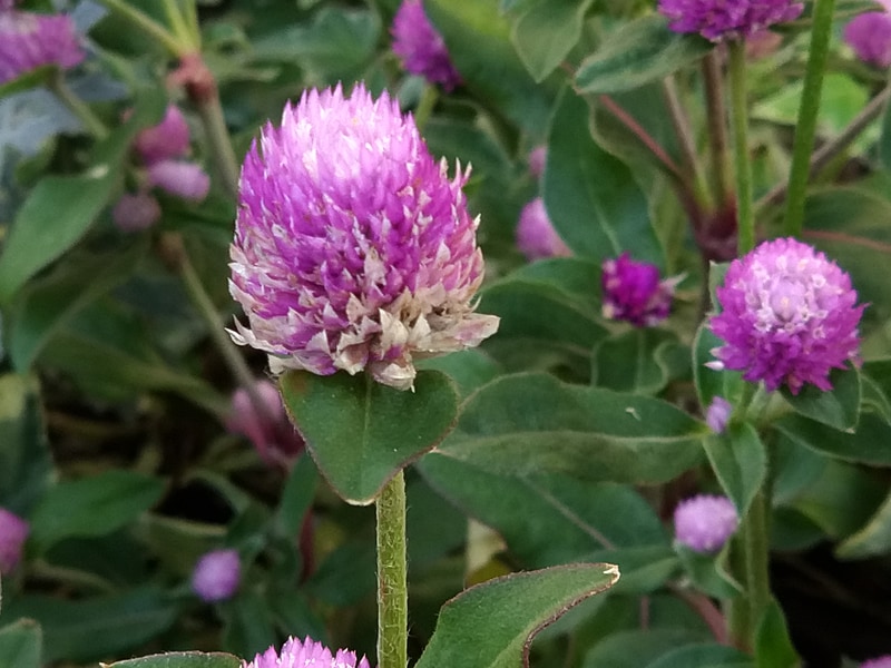 「奥行き効果」撮影サンプル（F値0.95相当）