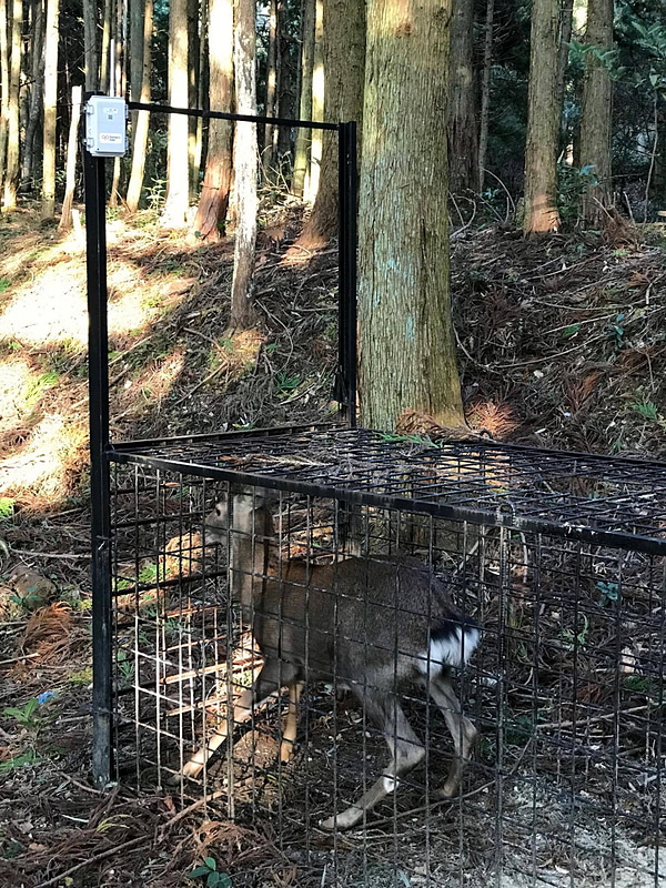 捕獲されたシカ