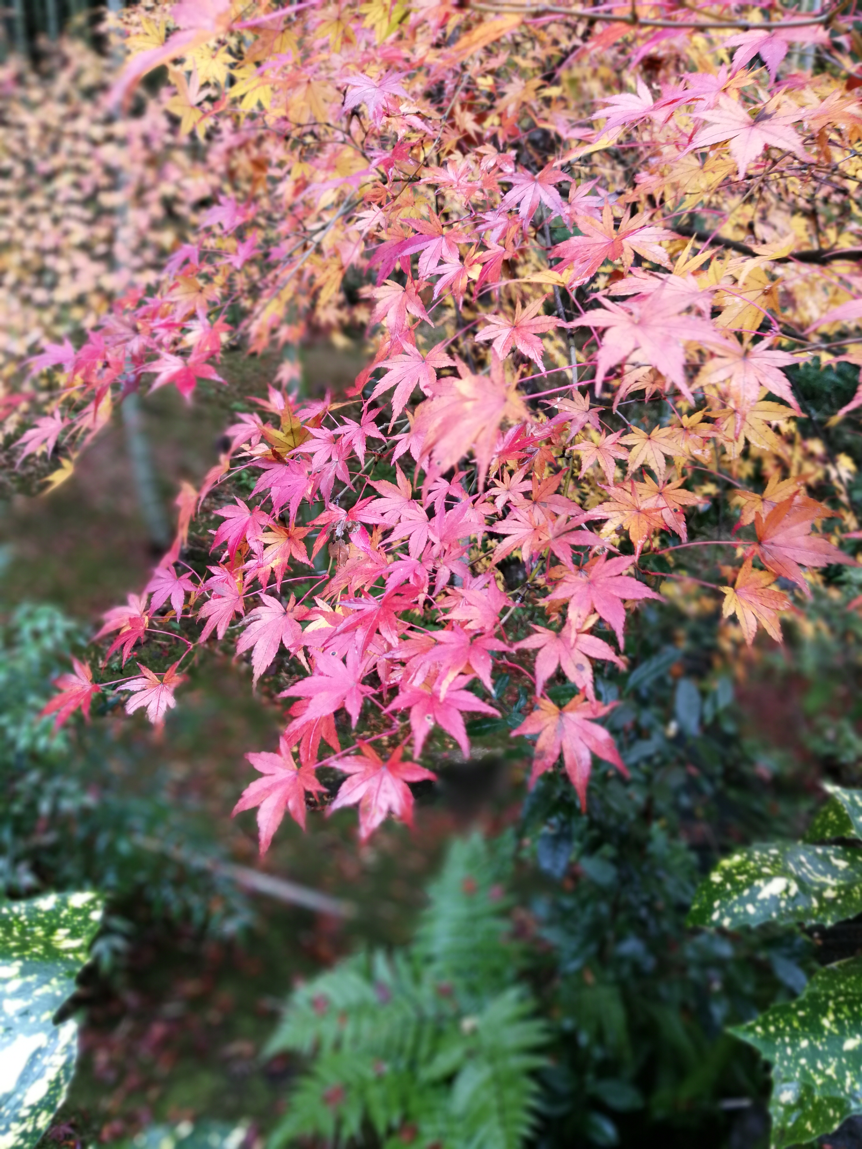 HUAWEI P10 Plusで撮影