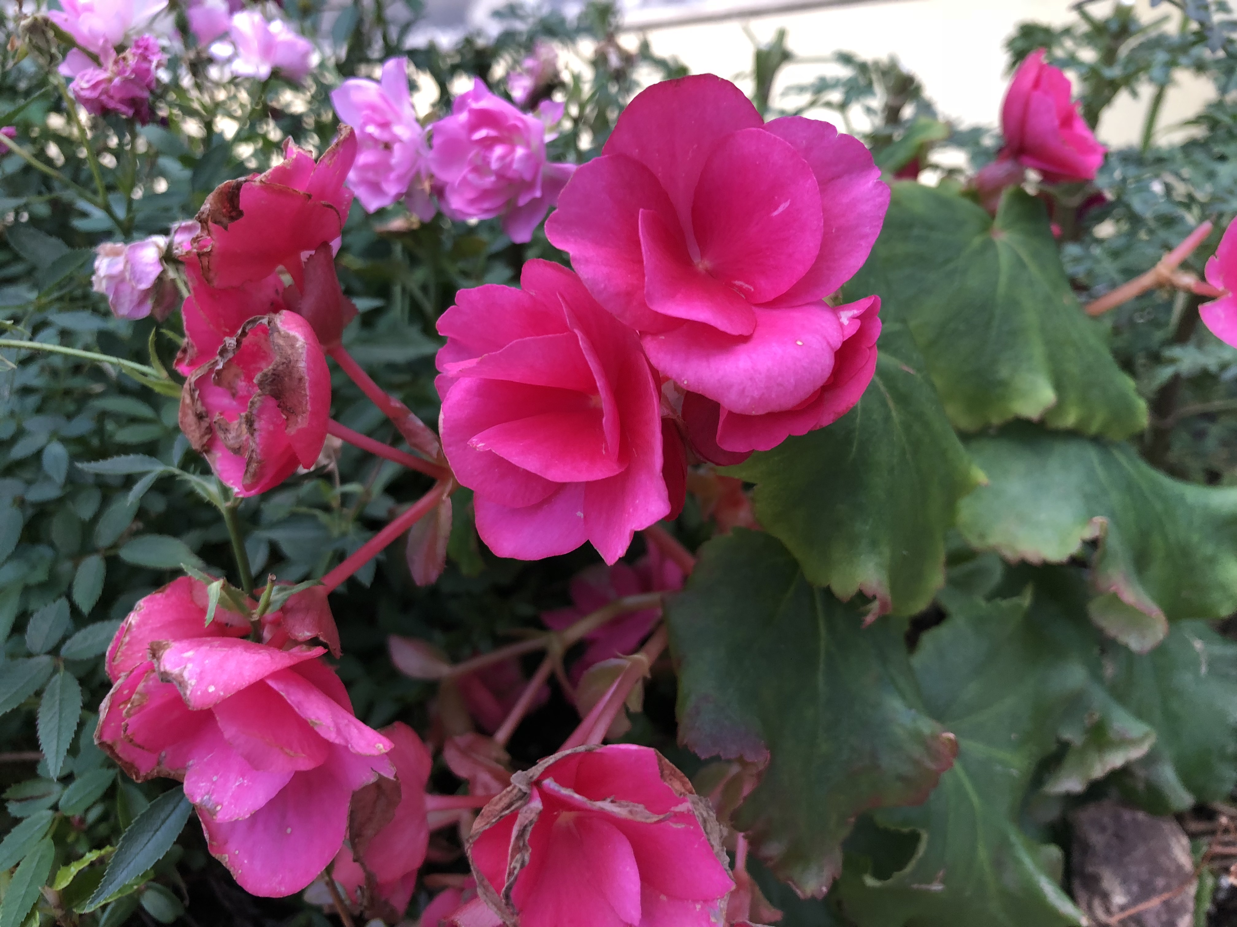 夜間の撮影例。標準画角で撮影