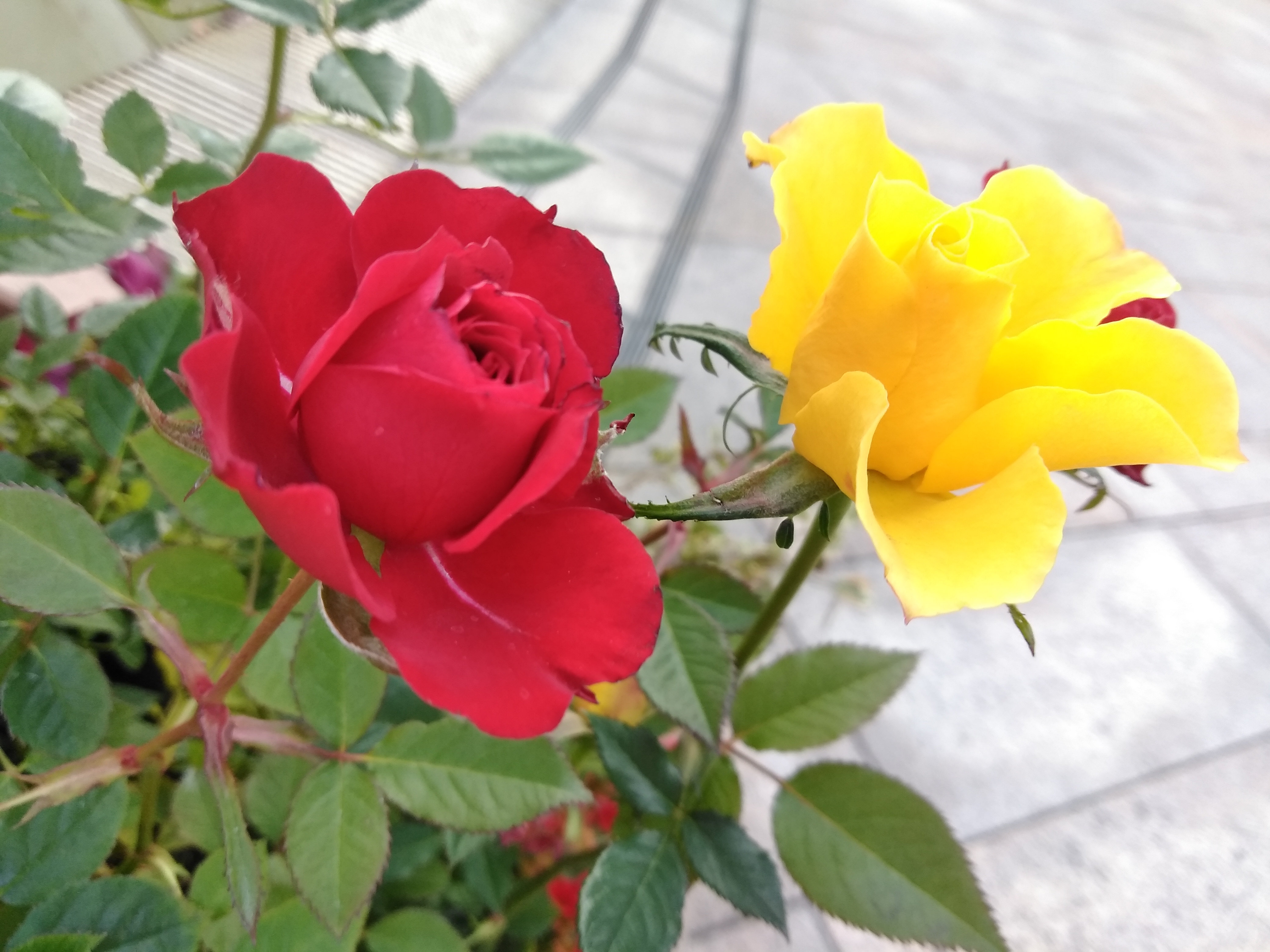 夜間の撮影サンプル