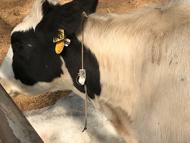 放牧牛の番号札にBLEタグを取り付け