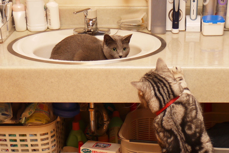 問題の洗面台。たまに猫が入り込んで寝たりしますが、ミョーなニオイがすると猫も近寄りません。排水口からイヤなニオイが出てくる感じ。