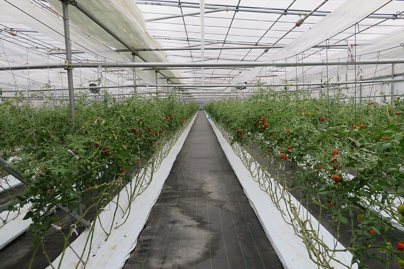 「ママなかせ」を生産する壱岐の潮風のハウス内の様子