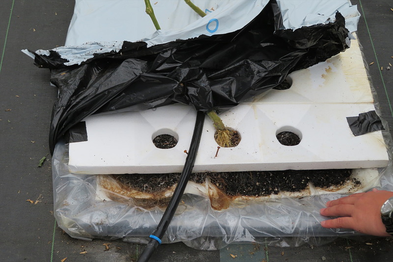 ナノサイズの穴が開いた特殊なフィルムを使うアイメック栽培