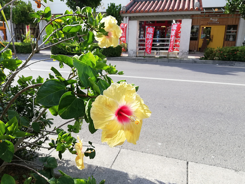 陽射しの強い屋外で撮影。花はきれいに撮れている。右上の部分が少し歪んでいるような印象もあるが、全体的にきれいに撮影できている