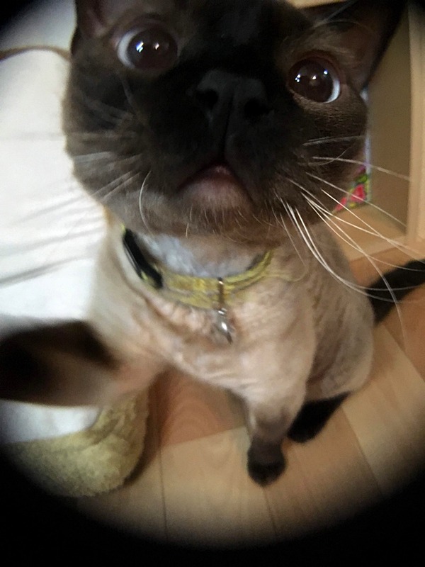 魚眼レンズで撮影。ピントを合わせるのが難しいものの、なんとか魚眼顔の猫が撮れました