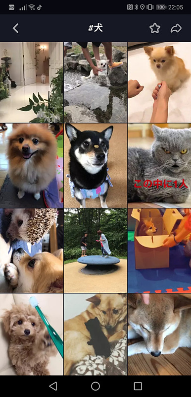 Instagramと同じく犬を撮った動画も多いが、TikTokでは笑える動画が多い