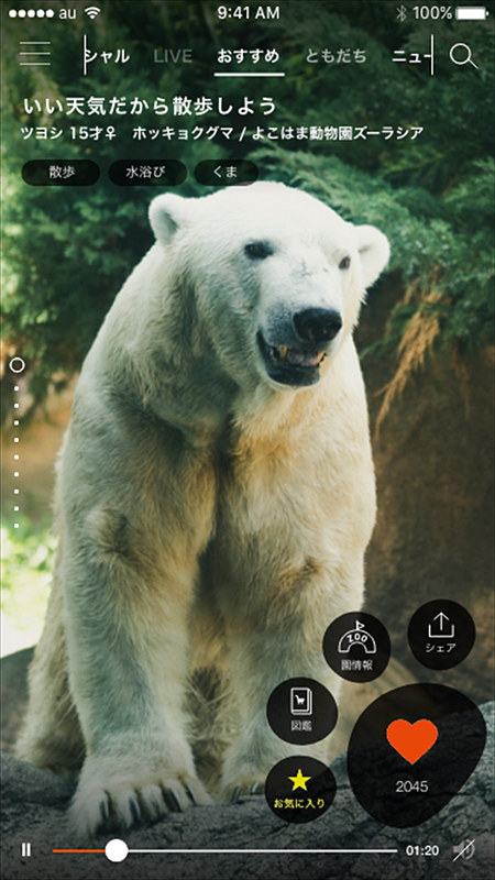 「one zoo」動物動画