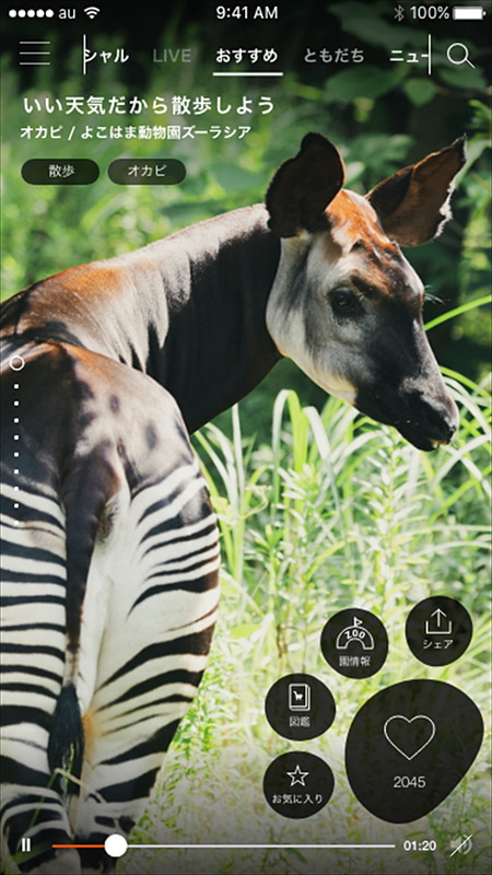 「one zoo」動物動画