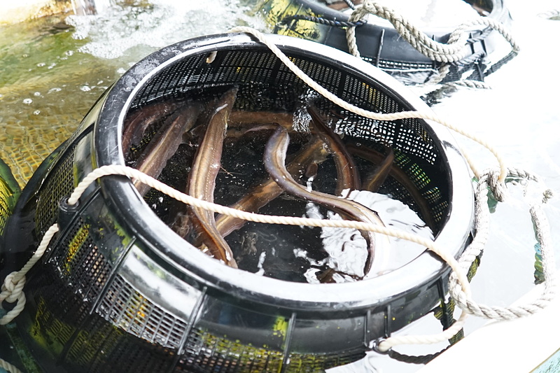 水揚げされたばかりの新鮮な魚。台船を運営する仲買人「天晴（あっぱれ）水産」も、しまものラボの参加事業者だ