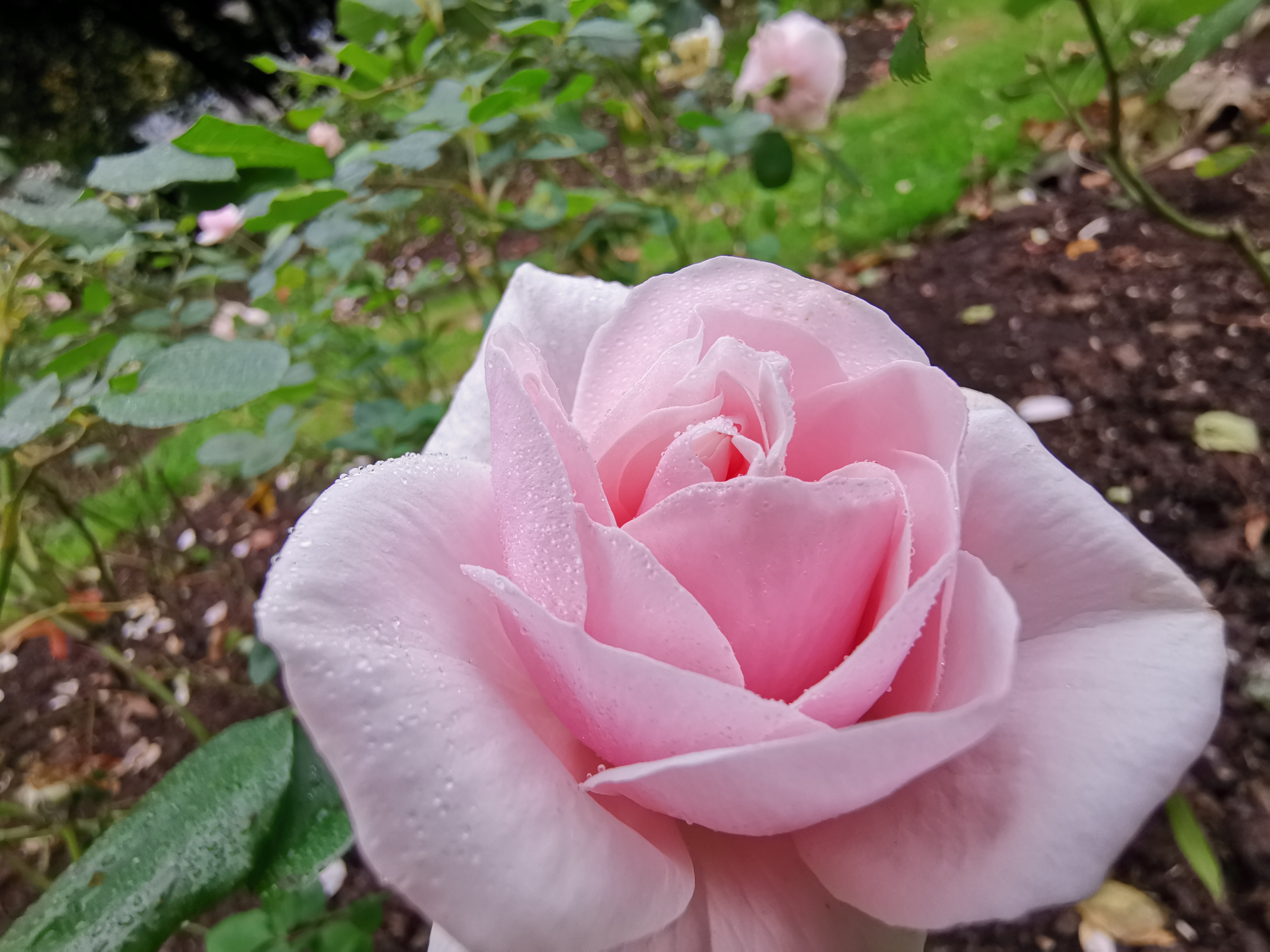 超広角モードで被写体に近づくと、スーパーマクロモードで撮影できます。花に付いた水滴まできれいに見えます