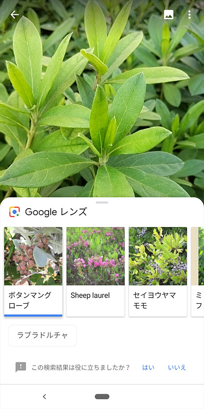植物や動物の検索では候補が表示される。動物の場合はその動物の映像YouTubeの映像なども見ることもできる。図鑑などを見ながら楽しめそうだ