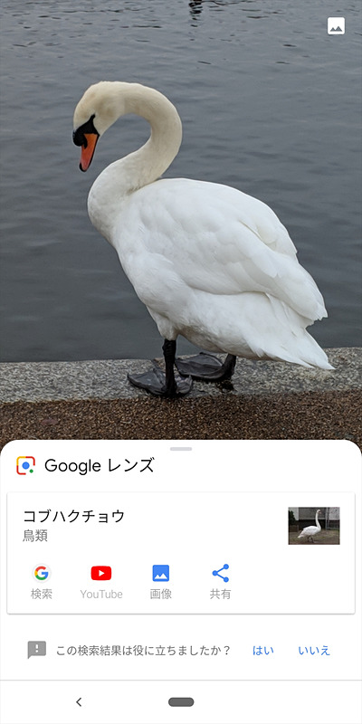 植物や動物の検索では候補が表示される。動物の場合はその動物の映像YouTubeの映像なども見ることもできる。図鑑などを見ながら楽しめそうだ