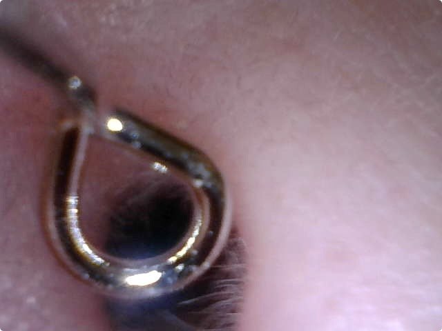 耳の穴へイン！　右の耳です。ピントが合う範囲なら、耳のなかのうぶ毛などもけっこうよく見えます。