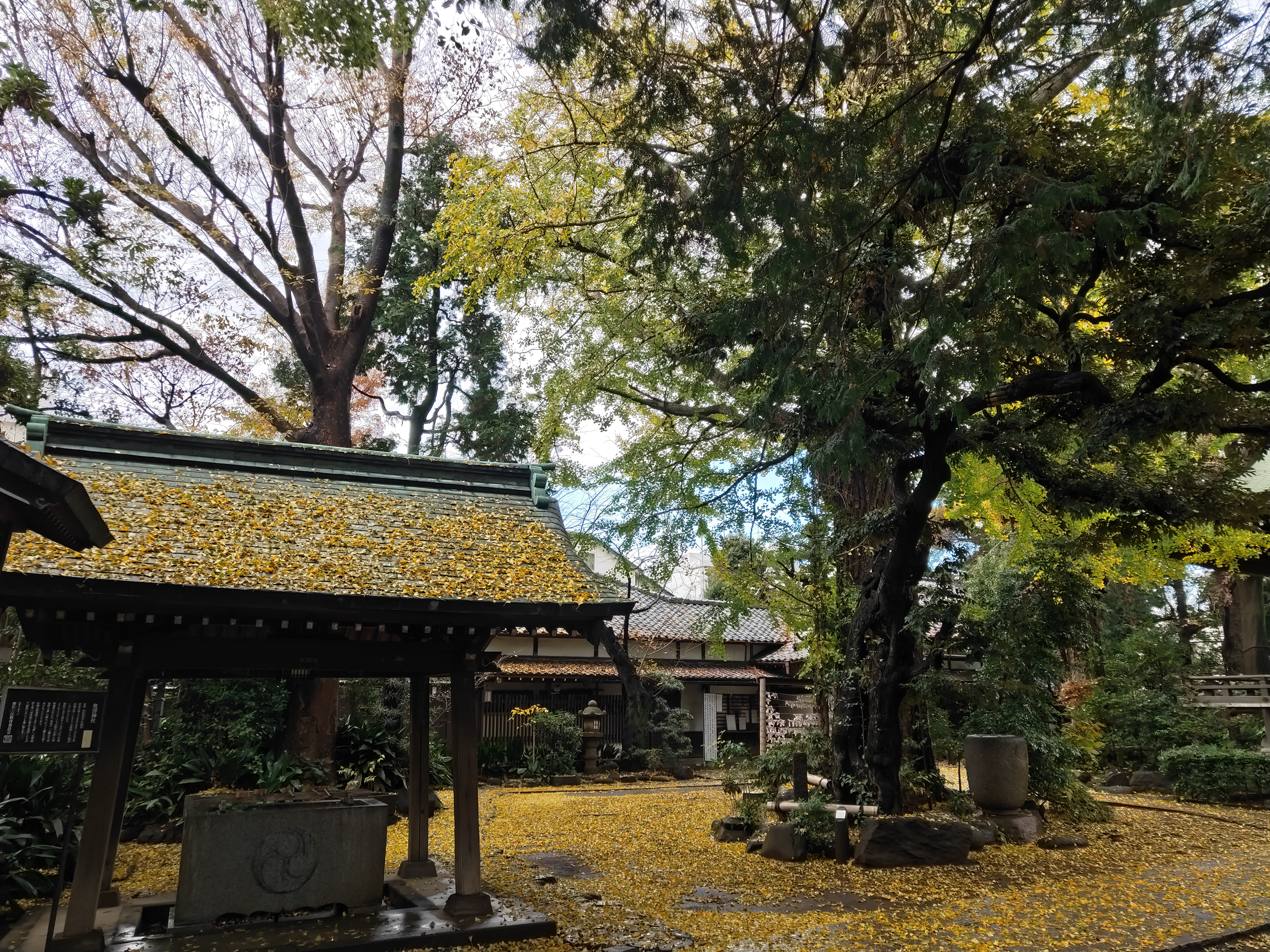 フィルターなしで撮影