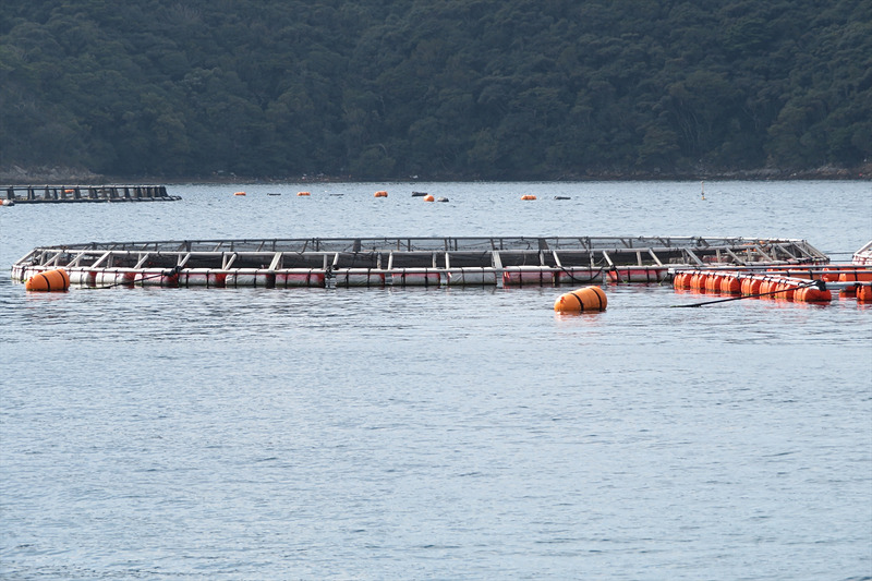 五島市玉之浦湾銭亀崎周辺には複数の生け簀が設置されている