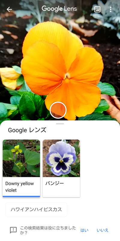 食事や花などの名前も調べられる