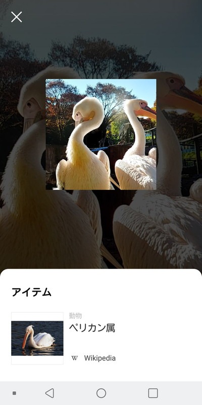 植物や動物の情報を得たり、アイテムを写してポイントを獲得したりできる「LINE Pasha」