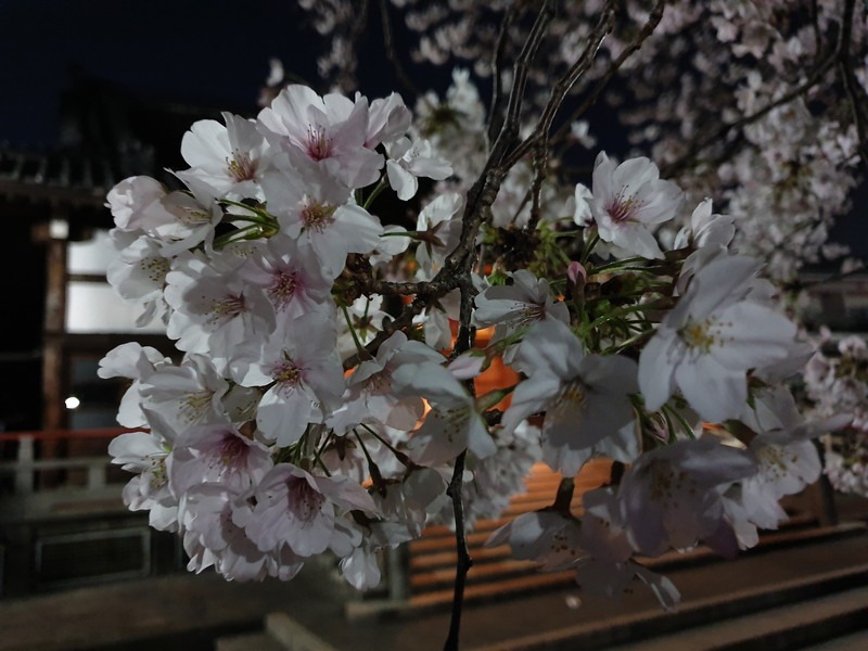 「Galaxy S」のほうも桜がかろうじて写っているが、「Galaxy S10+」のほうの桜はよりはっきり、くっきり、花弁までしっかり写っている