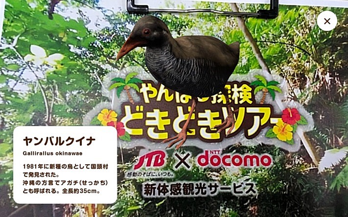 ARでヤンバルクイナを表現