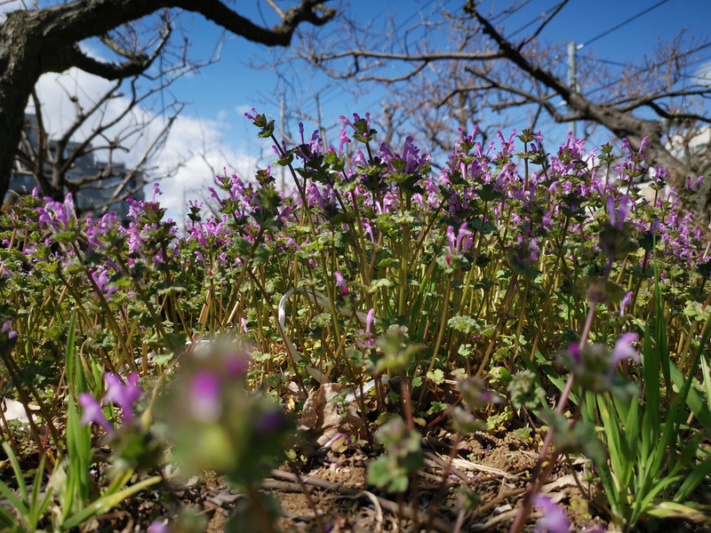 畑の土塁に咲いていたホトケノザ。左は広角レンズ、右は同じアングルで3倍光学レンズに切り替えたもの。それぞれ、ISO 50、f 1.8、露出時間1／1724秒、焦点距離27mm（35mm換算）と、ISO 50、f 1.8、露出時間1／1724秒、焦点距離81mm（35mm換算）