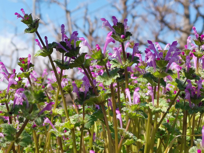 畑の土塁に咲いていたホトケノザ。左は広角レンズ、右は同じアングルで3倍光学レンズに切り替えたもの。それぞれ、ISO 50、f 1.8、露出時間1／1724秒、焦点距離27mm（35mm換算）と、ISO 50、f 1.8、露出時間1／1724秒、焦点距離81mm（35mm換算）