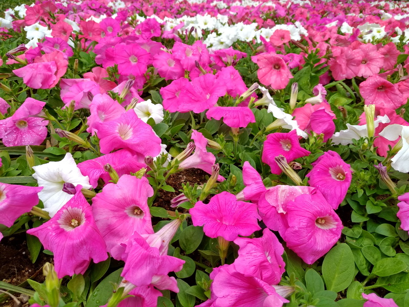 カメラも明るい場所ならなかなか綺麗に撮れる