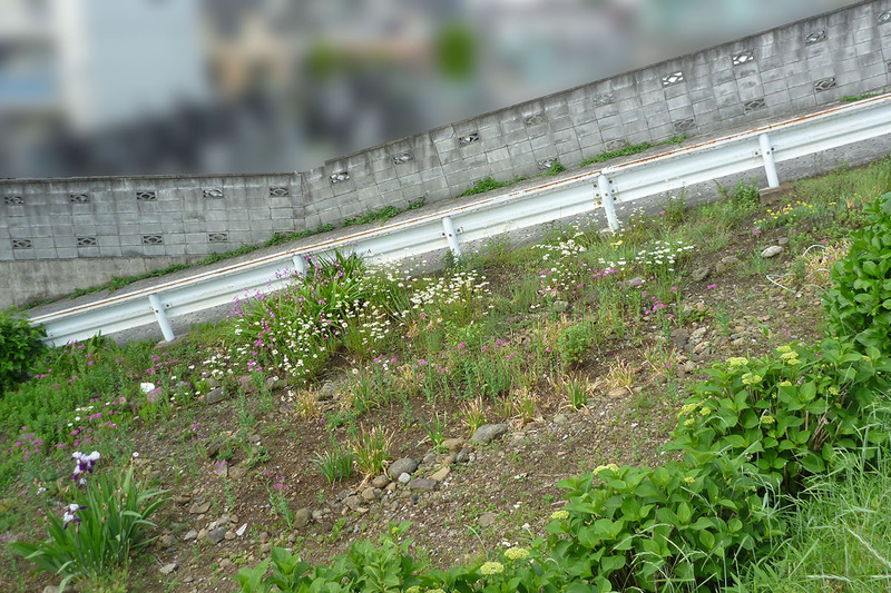 近場にある勾配約27％の激坂。普通の電動アシスト自転車でも上れないことはありませんが、立ち漕ぎが必要だったりします。RIDGE-RUNNERだと座ったまま上れます。