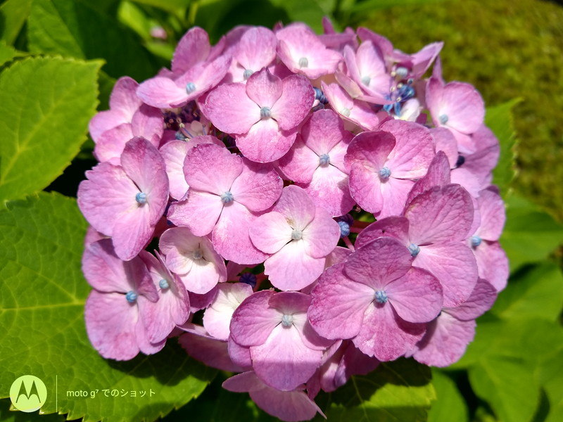 カメラもなかなか綺麗に撮れます