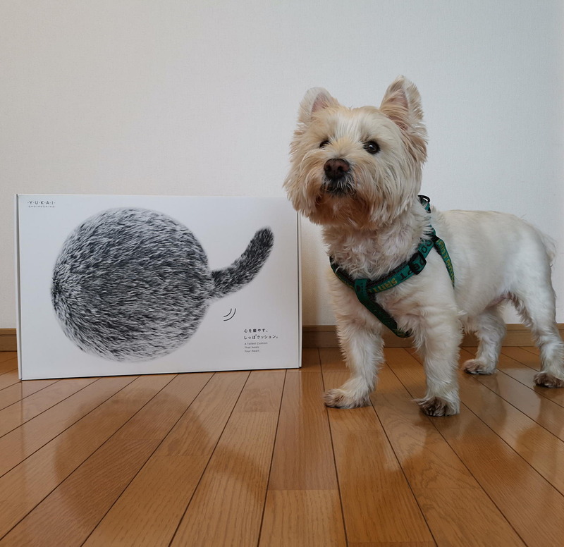 大きなクーボのパッケージを持ち帰ったら、ワンコが興味津々