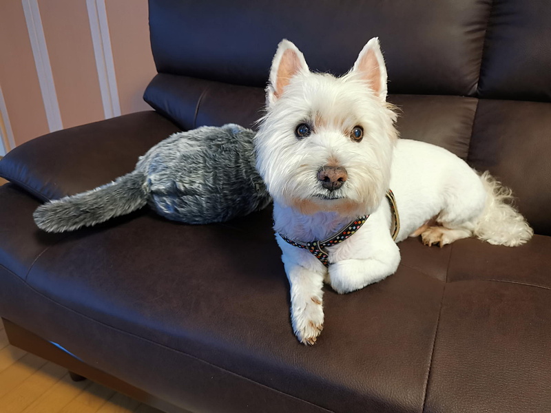 ソファにクーボを放置していても、平気で横に陣取り、しっぽを振っても気にしない。