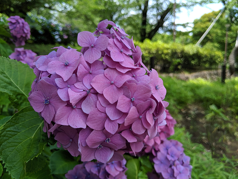 Pixel 3で花を撮った作例