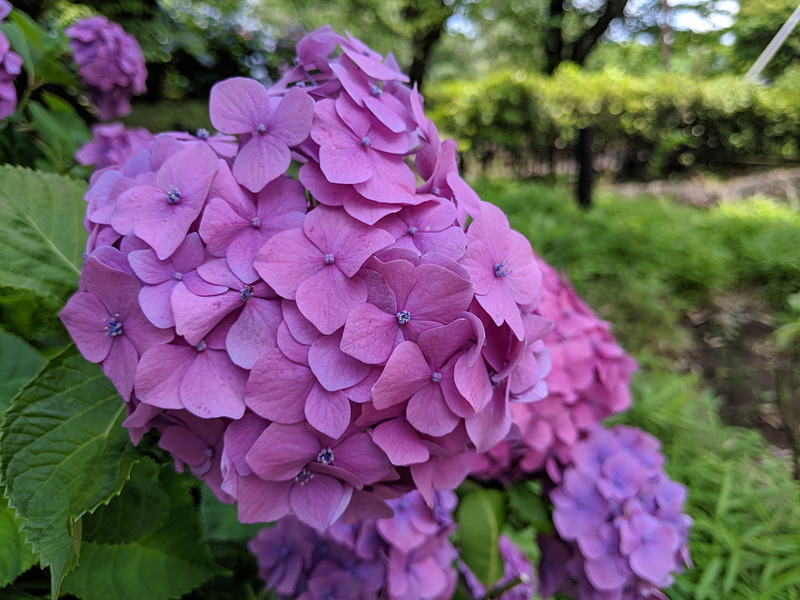 Pixel 3aで花を撮った作例