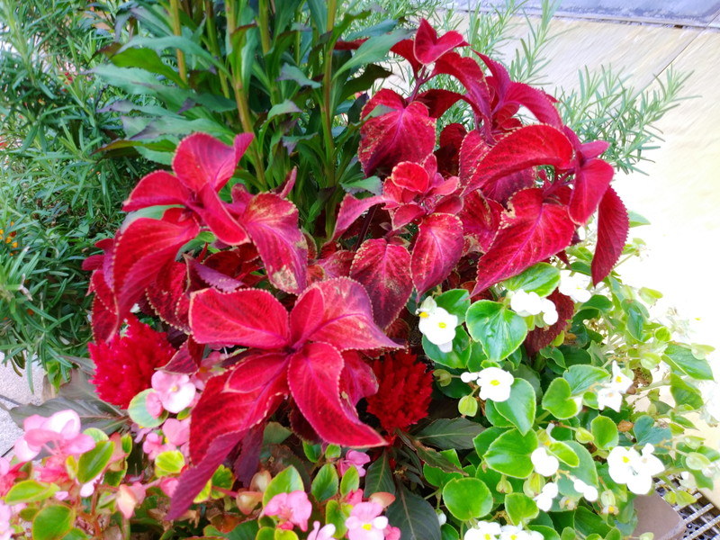 通常モード（1枚目）とAIモード（2枚目）で撮影