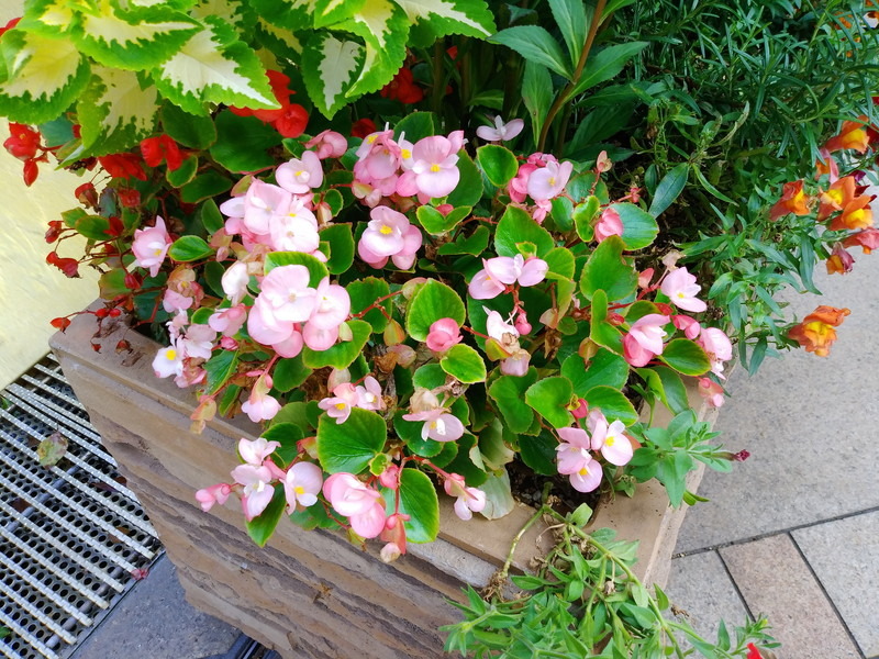 通常モード（1枚目）とAIモード（2枚目）で撮影