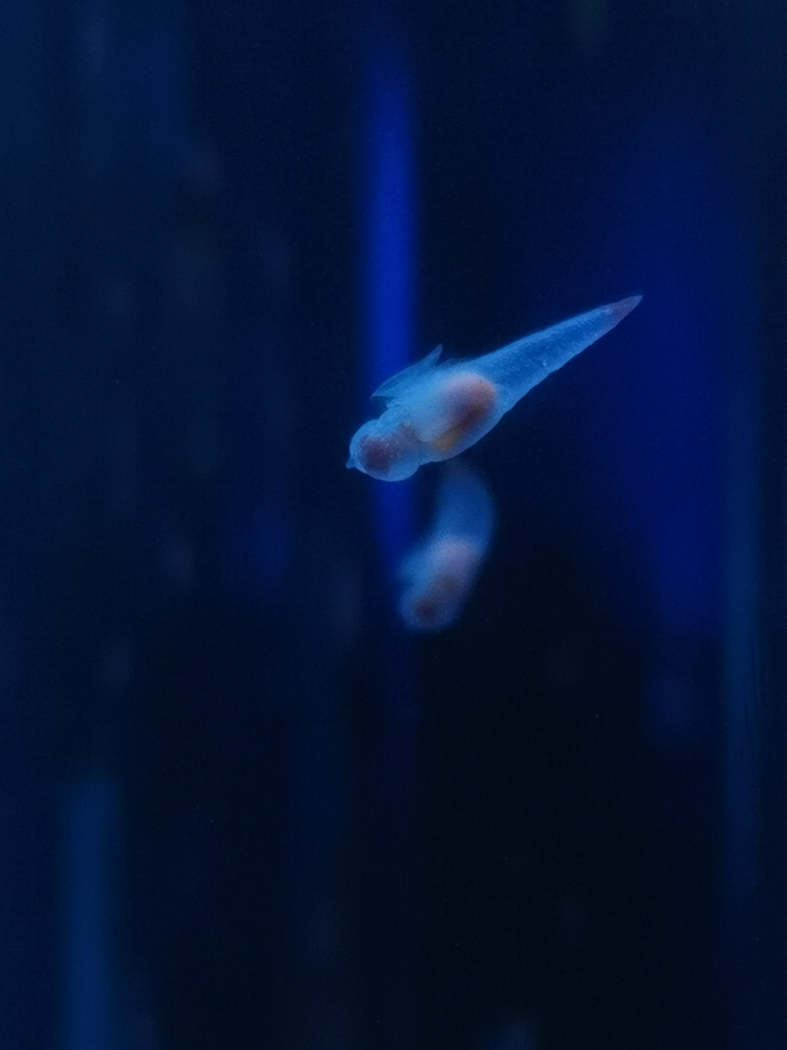 マニュアルで撮影したクリオネ