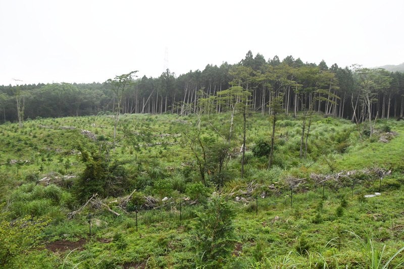 現場の様子。富士山麓の国有林の一部で、伐採・植林された場所なので景色は開けている。