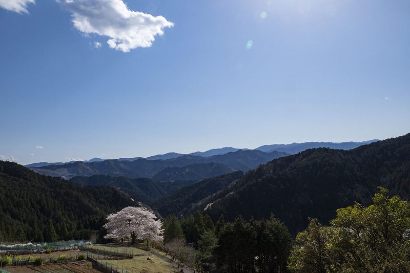 こちらは峠にある一本桜。桜の場所から100mくらい離れ、30mくらい上ったところから撮影しています。桜の下に集まる人も撮れてしまう！