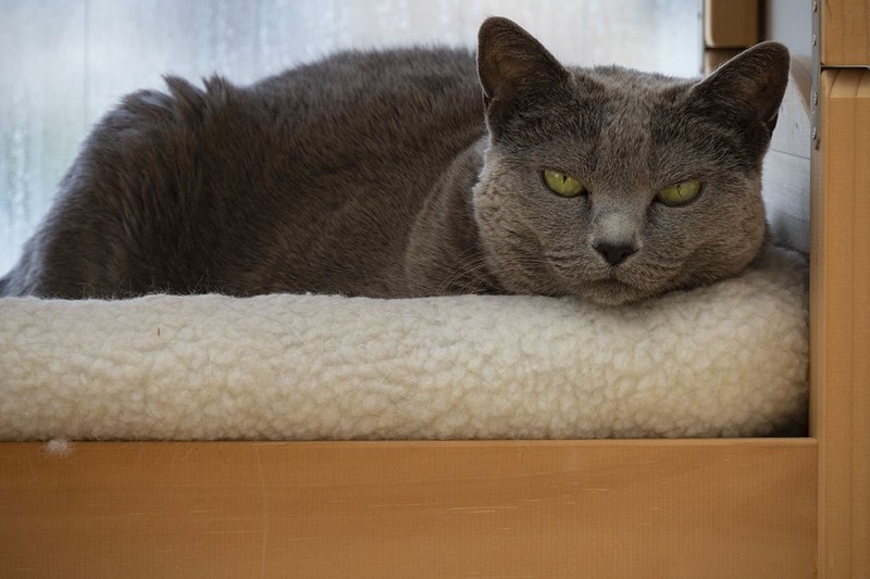 けっこうな倍率の望遠レンズとして使えるわけですが、近接撮影距離も短いので、室内でも望遠撮影を楽しめます。