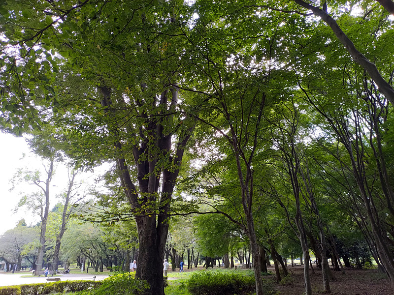 逆光で撮った林。左の明るい部分もHDR++で撮った写真は白飛びせず、葉の1枚1枚や木の幹の様子も確認できる。