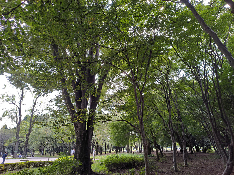 逆光で撮った林。左の明るい部分もHDR++で撮った写真は白飛びせず、葉の1枚1枚や木の幹の様子も確認できる。