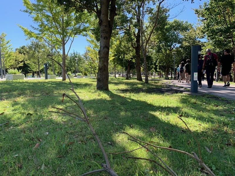 ちょっと見づらいが、トンボが3匹とまっている（iPhone XR使用）