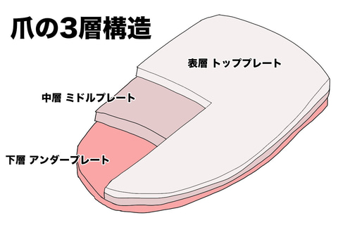 削る爪切り に感動したッ ケータイ Watch