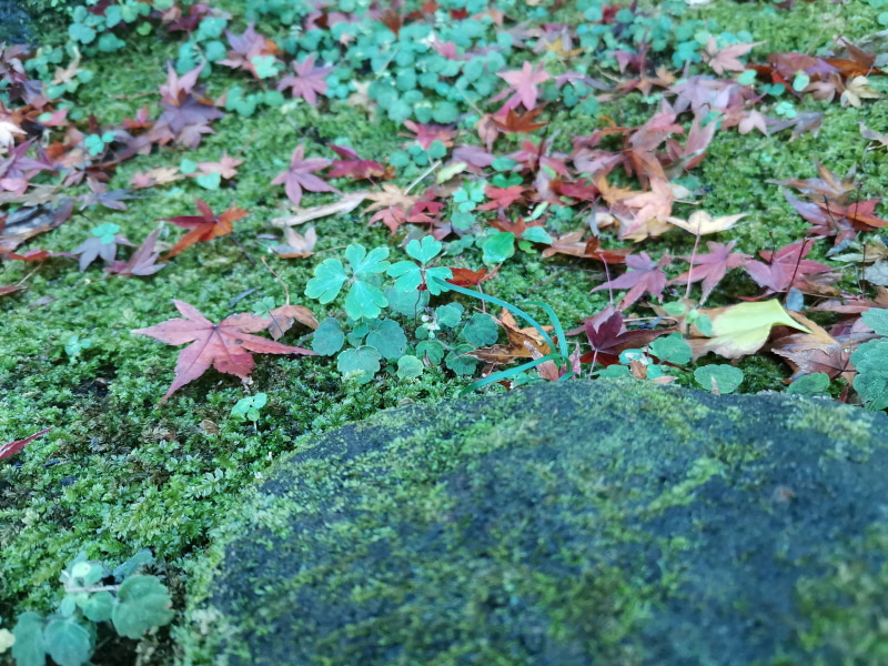 紅葉の華々しさはなくなるが、クールな印象の仕上がりに