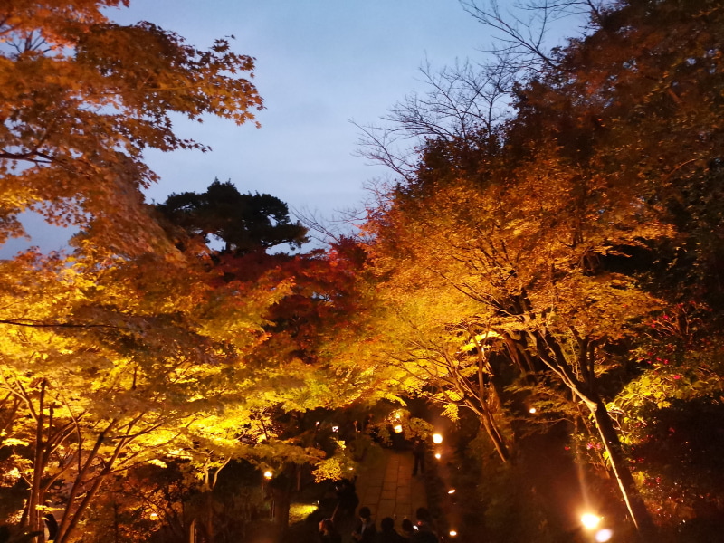 曇りにしてみると、ちょっと華やかになった。構図が凡庸なのは筆者の腕の問題である