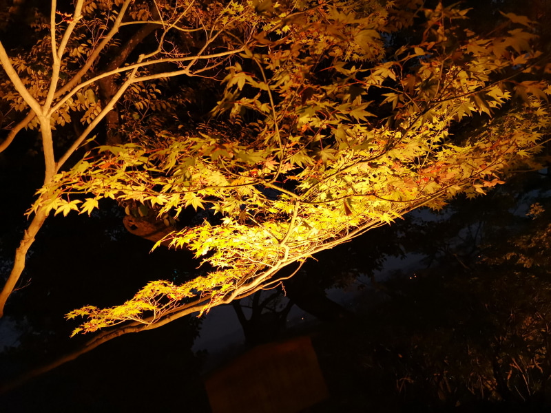 曇りにしてみると、ちょっと華やかになった。構図が凡庸なのは筆者の腕の問題である