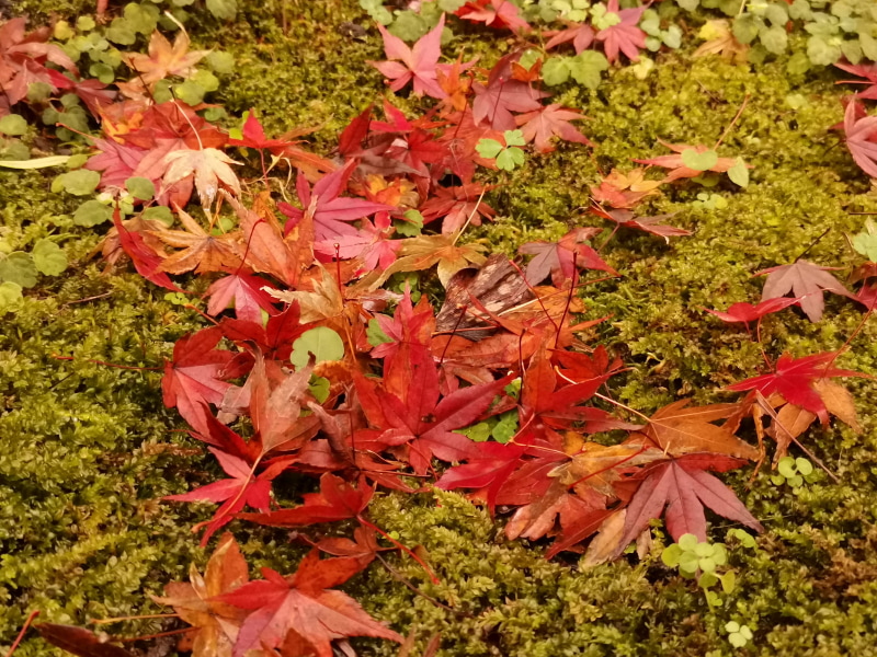 内田氏にお褒め頂いたうちの1枚。落ち葉でも工夫ひとつで奇麗に撮れる
