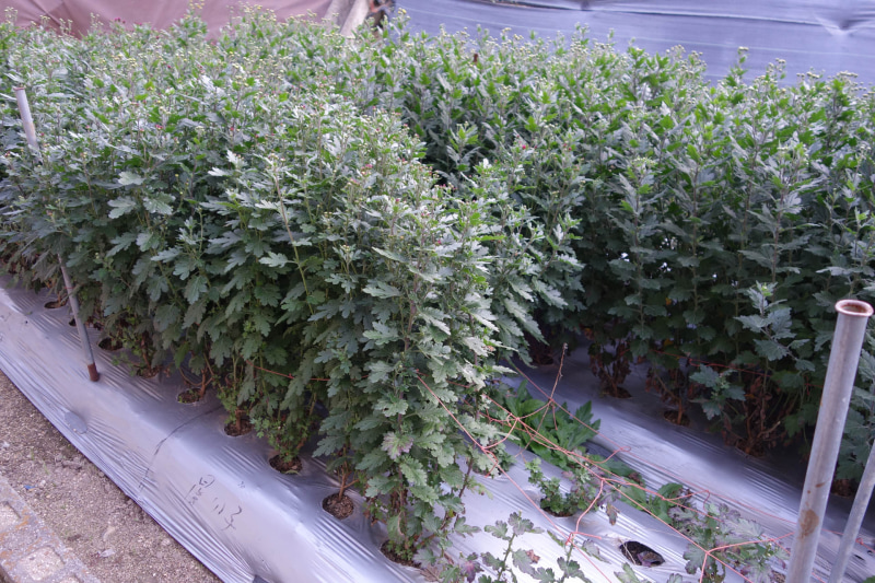 かつて盛んだった菊の栽培は、いまはごく一部の住民が裏庭で行なう程度となっている